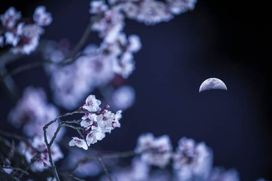 云破月窥花好处，夜深花睡月明中。.jpg